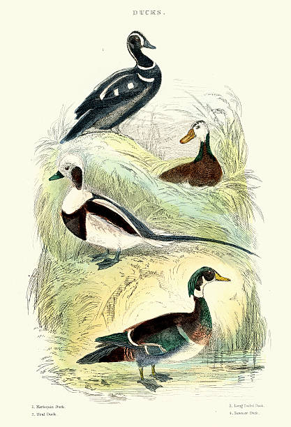Birds - Ducks Vintage engraving of Ducks. Harlequin duck, Ural Duck, Long Tailed Duck and Summer Duck ural mountains stock illustrations