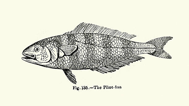 Pilot fish Vintage engraving of a Pilot fish (Naucrates ductor) is a carnivorous fish in the family Carangidae. It is widely distributed and lives in warm or tropical open seas. pilot fish stock illustrations