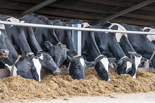 istock Row Of Holstein Friesian Dairy Cattle Feeding 483556290