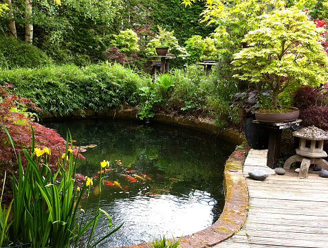 Photo showing a Japanese garden in the summer, with a large koi carp pond, decking, granite snow lantern, bonsai trees, flowering yellow iris, bamboo and a hedging backdrop.