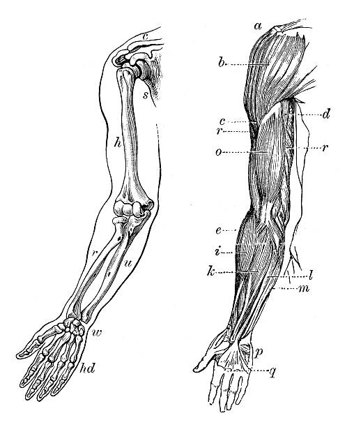 ilustraciones, imágenes clip art, dibujos animados e iconos de stock de anticuario científica médica ilustración de alta resolución: brazo los huesos y músculos - pencil drawing drawing anatomy human bone