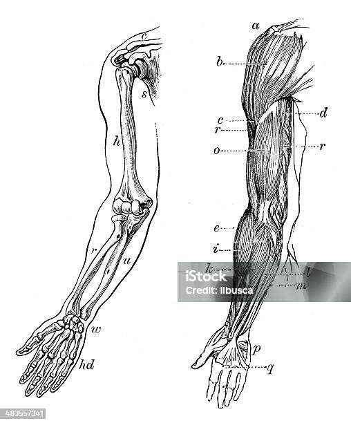 Antique Medical Scientific Illustration Highresolution Arm Bones And Muscles Stock Illustration - Download Image Now