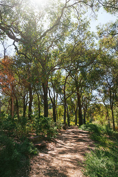 kings park woodland di perth australia occidentale - kings park foto e immagini stock