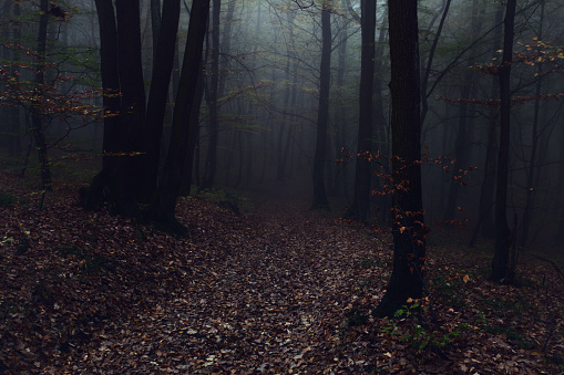 A road covered with dry leaves on spooky forest at night. Heavy fog create a sinister mood.