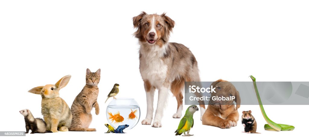 그룹 애완동물은 개, 고양이, 조류, 파충류, 설치류, 페럿, 고기잡이 - 로열티 프리 가축 스톡 사진