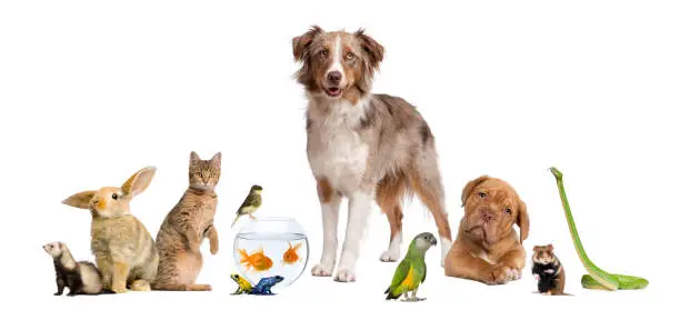 Group of pets together -Dog, cat, bird, reptile, rodent, ferret, fish, amphibian, in front of white background. Perfect picture for pet shop advertising.