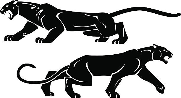 ilustrações de stock, clip art, desenhos animados e ícones de dois preto panthers - anger feline animal black