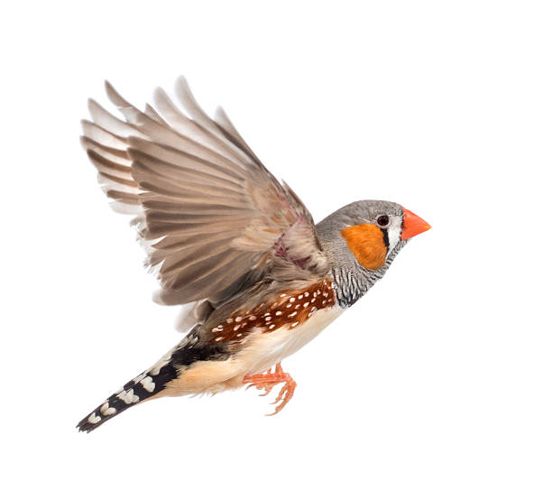 pinzón cebra flying, taeniopygia guttata, contra fondo blanco - finch fotografías e imágenes de stock