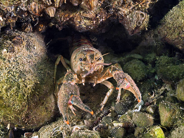 istock American crayfish, Flusskrebs (Orconectes limosus) 483560547