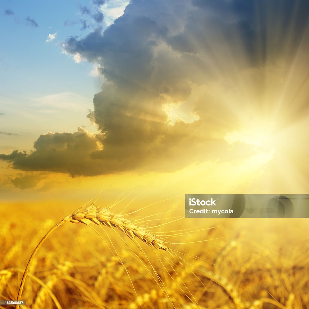 Trigo en puesta de sol - Foto de stock de Agricultura libre de derechos