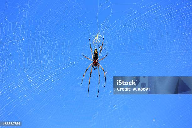 Palm Spider Stock Photo - Download Image Now - Animal Wildlife, Arachnid, Banded-legged Golden Orb-web Spider