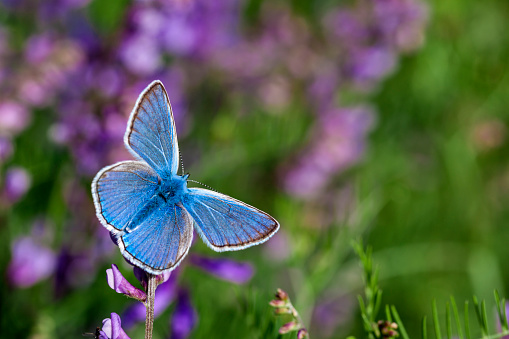 Blue Butterfly on Flower