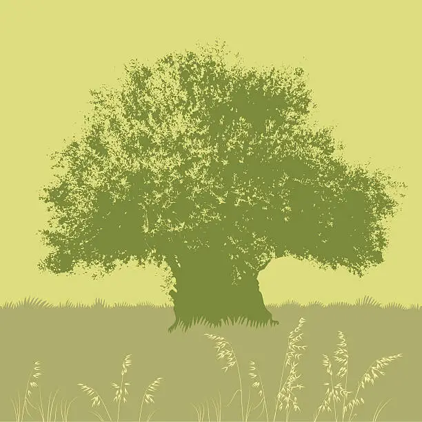Vector illustration of Olive tree