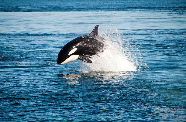 killer whale - schwertwal stock-fotos und bilder