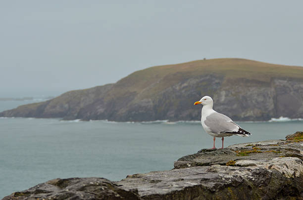 istock Herring Gull - Dingle Peninsula, Ireland 483561957