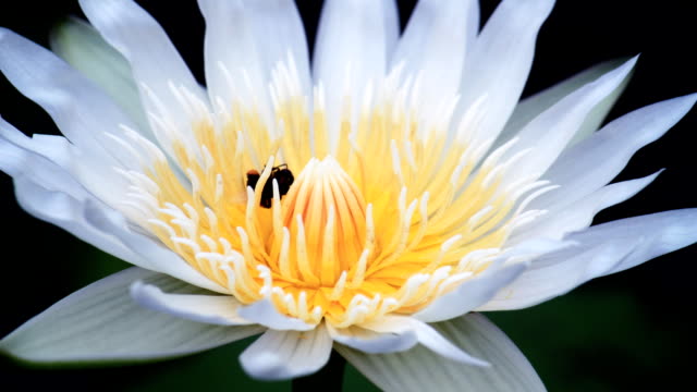 Time Lapse honey bee collects flower nectar