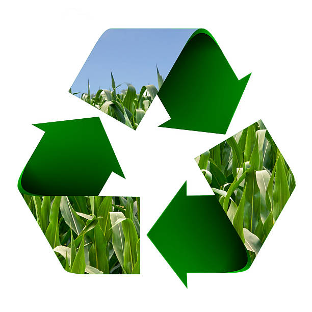 istock Recycle Symbol of a Field of Corn 483562703