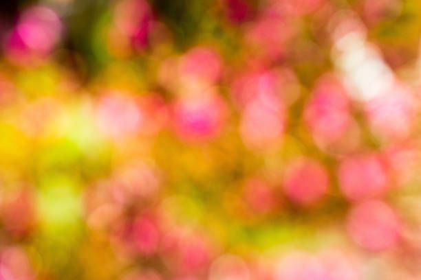 istock pink, yellow, green defocused bokeh abstract background 483562712