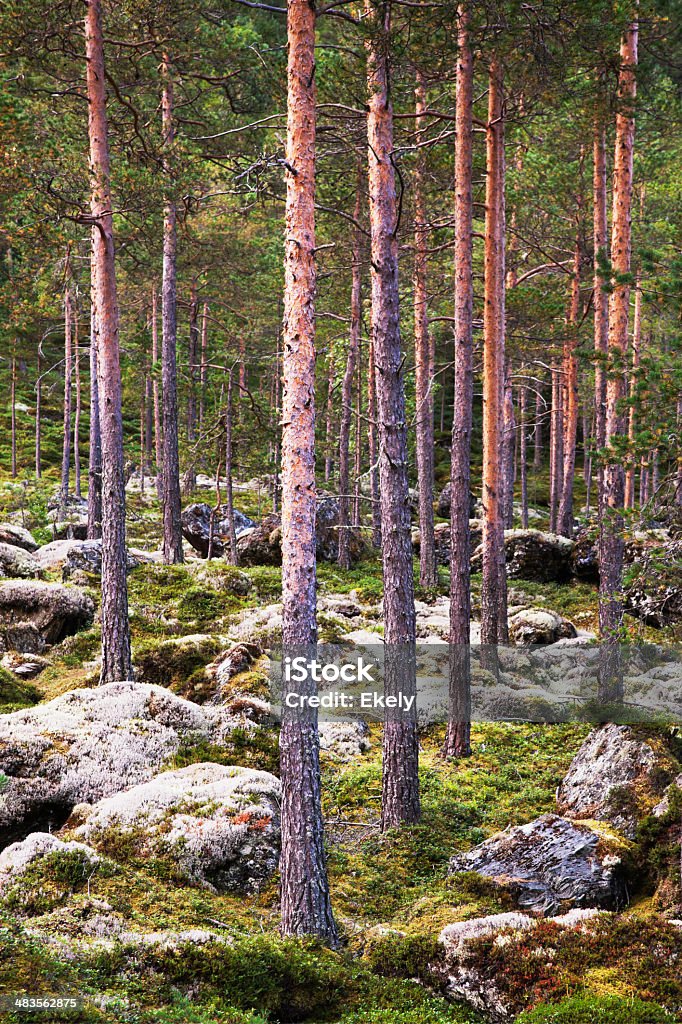 Lato z lasu drzew sosny. - Zbiór zdjęć royalty-free (Badanie)
