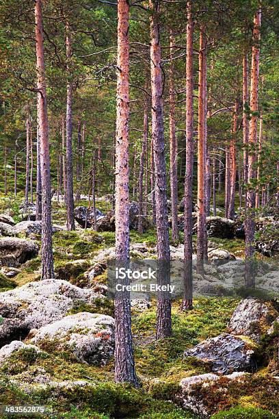 Lato Z Lasu Drzew Sosny - zdjęcia stockowe i więcej obrazów Badanie - Badanie, Bez ludzi, Bór sosnowy