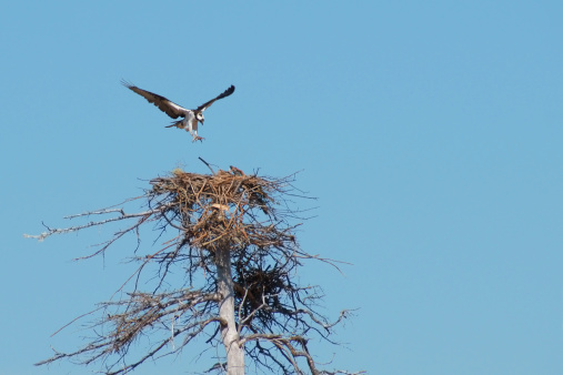 Osprey flying away from the nest
