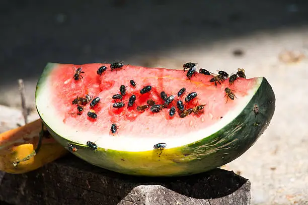 housefly on watermelon.