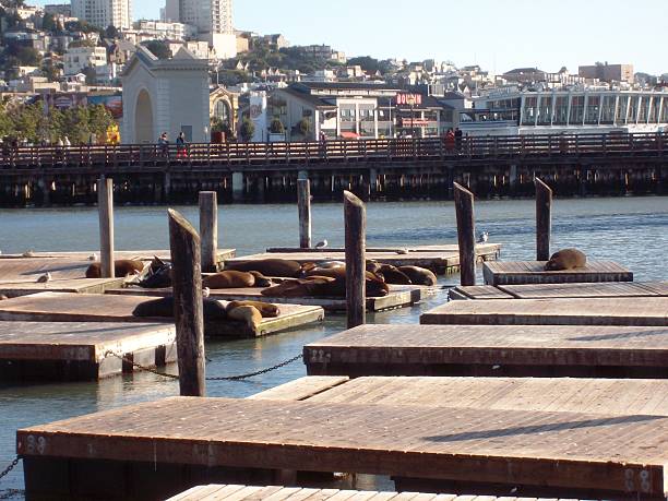istock Sea Lions on the Docks 483563168