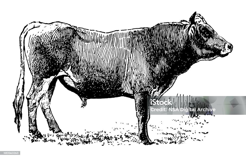 Джерси бык (изолированные на белом - Стоковые иллюстрации Бык - животное роялти-фри