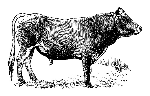 Antique XIX century engraving of a jersey bull.  