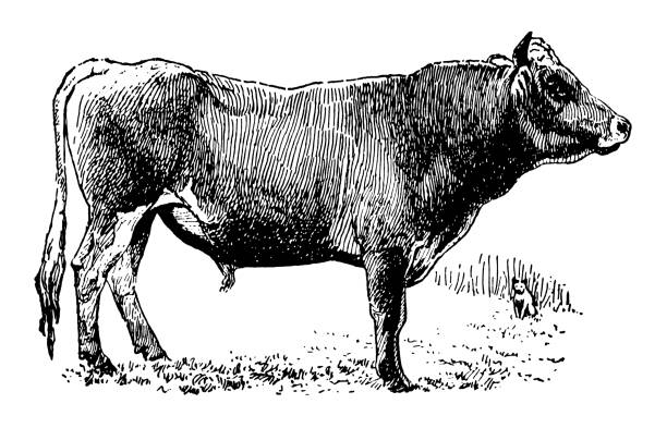 Jersey Bull (Isolated on White) Antique XIX century engraving of a jersey bull.   cow clipart stock illustrations