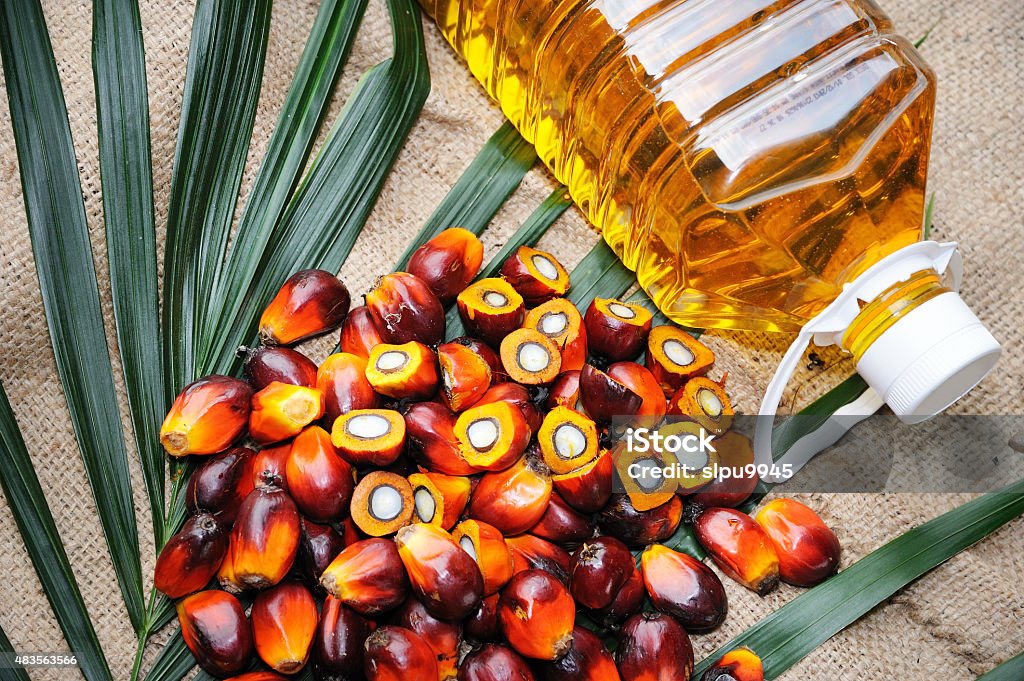 Fresh oil palm fruits Close up of fresh oil palm fruits and cooking oil, selective focus.   Palm Oil Stock Photo