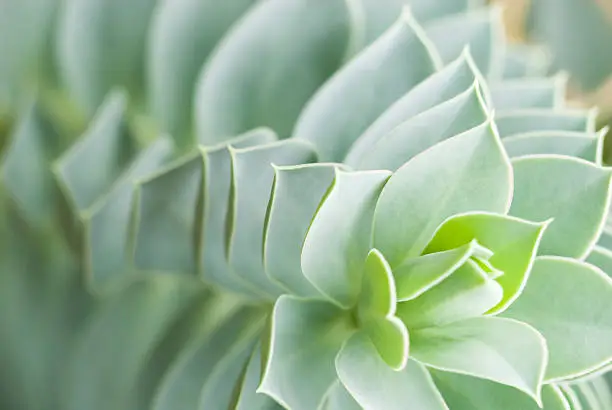 Photo of Donkey tail Spurge