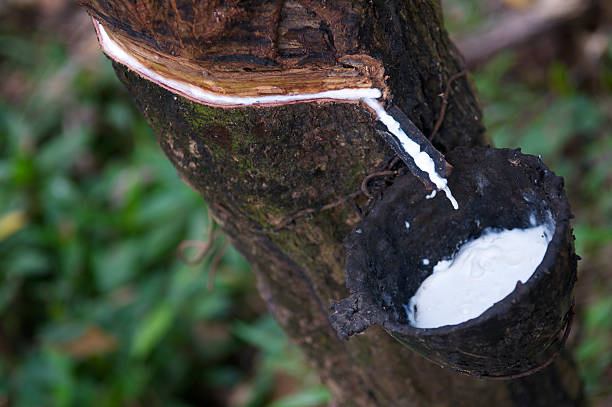 Rubber Tree Close-Up Sap Catcher Rubber tree with white sap dripping into catcher latex stock pictures, royalty-free photos & images