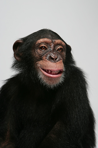 young female chimpanzee emotion portrait in studio