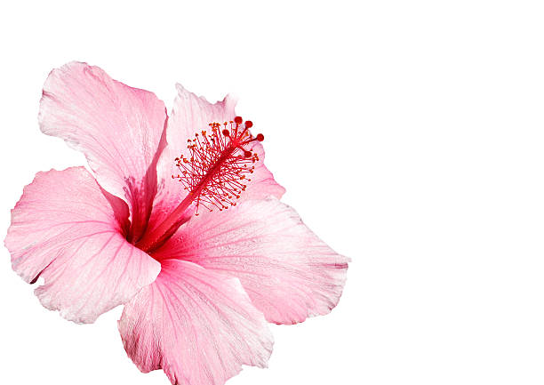 flor de hibisco rosa isolado a branco - isolated on white floral pattern rose blossom imagens e fotografias de stock