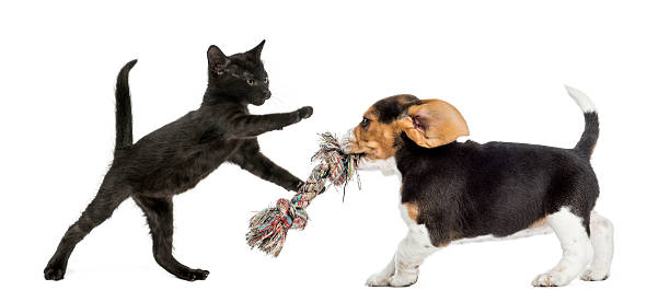 Black kitten and Beagle puppy playing with a toy