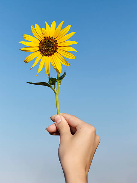 istock Sunflower in hand on blue sky 483567552
