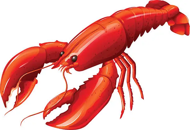 Vector illustration of Lobster