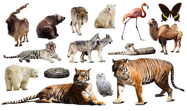 istock Tiger and other asian fauna. Isolated on white 483569078