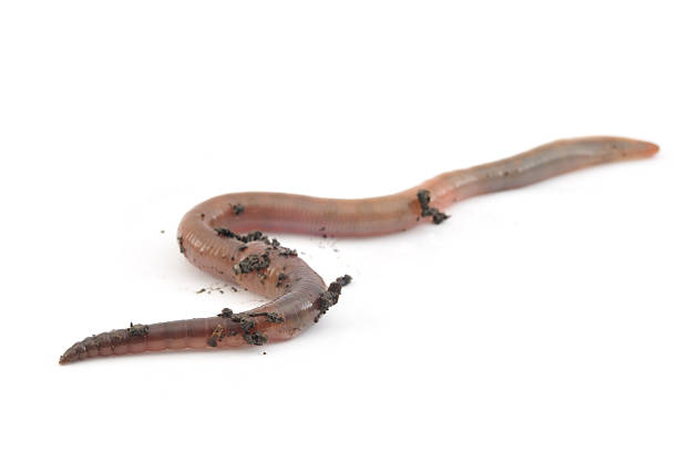 Isolated Worm An earthworm isolated on white. earthworm photos stock pictures, royalty-free photos & images