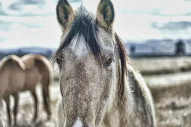Wild Horse with thick winter coat, Northwestern Montana