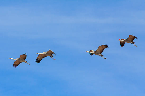 istock Four Sandhill Cranes Prepare for Landing 483571289