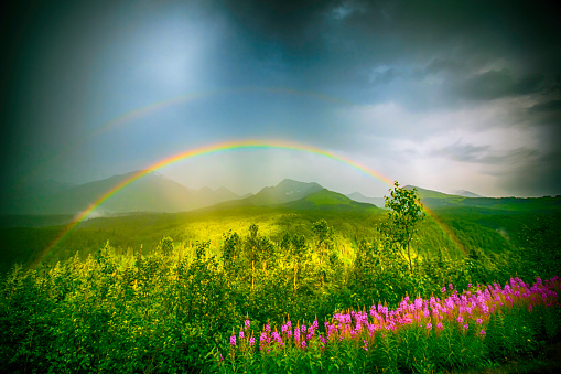 Amazing Full Double rainbow over a wildflower field in the Kenai Peninsula, Alaska.  rr