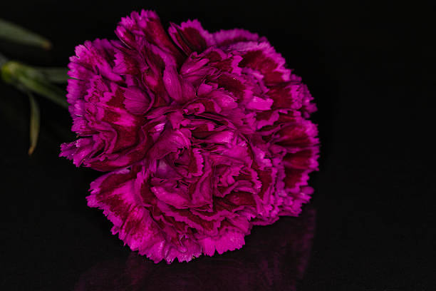 Purple Carnation on a Black Background