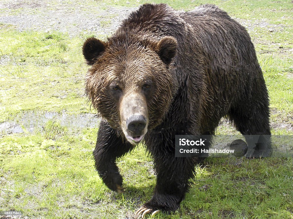 Grizzly - Foto de stock de Gordo - Complexión libre de derechos