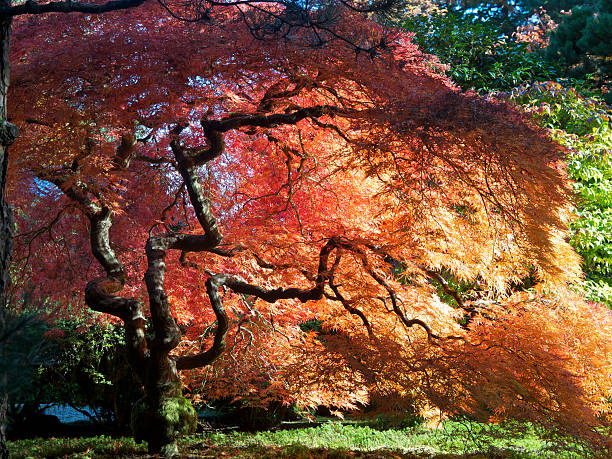 Japanese Garden Fall Colors Maple Tree Portland Oregon An autumn day looking from a low angle into a colorful Japanese Maple Tree at the Portland Japanese Garden. This has extreme lighting from heavy shadows to burnt out highlights. This is located in the Pacific Northwest in in Portland, Oregon. I am a Photographer level member of the Portland Japanese Garden as required by the Garden for Commercial use of photos. portland japanese garden stock pictures, royalty-free photos & images