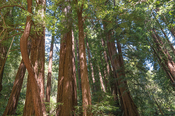 istock Muir Woods National Park 483571933