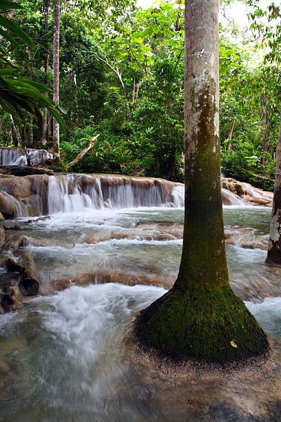 Ocho Rios, Jamaica Ocho Ríos is a town on the northern coast of Jamaica, located in the parish of Saint Ann. It is a popular tourist destination, well known for scuba diving and other water sports dunns river falls stock pictures, royalty-free photos & images