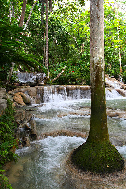 Ocho Rios, Jamaica Ocho Ríos is a town on the northern coast of Jamaica, located in the parish of Saint Ann. It is a popular tourist destination, well known for scuba diving and other water sports dunns river falls stock pictures, royalty-free photos & images