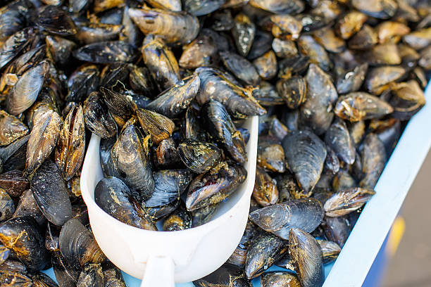 istock Fresh mussels on fish farmer market in Provence 483572934